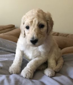 Chia - White Standard Poodle