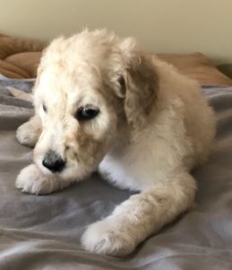 Parsley - White Standard Poodle