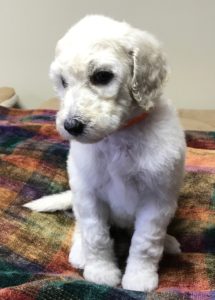 Rosemary - White Standard Poodle