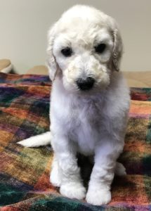 Rosemary - White Standard Poodle