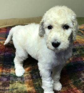 Chia - White Standard Poodle
