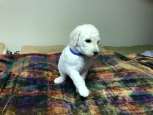 Sesame - White Standard Poodle