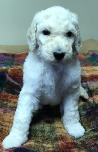 Thyme - White Standard Poodle