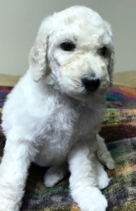 Thyme - White Standard Poodle