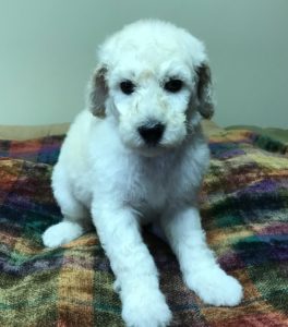 Parsley- White Standard Poodle