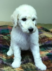 Parsley- White Standard Poodle