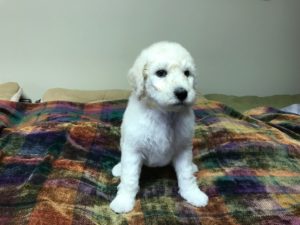 Parsley- White Standard Poodle