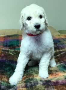 Saffron - White Standard Poodle