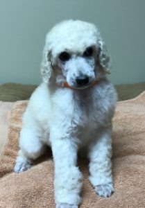 Rosemary - White Standard Poodle