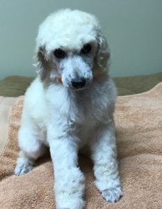 Rosemary - White Standard Poodle