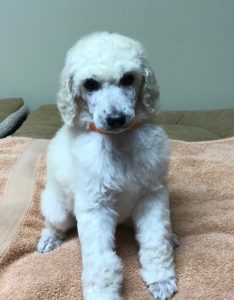 Rosemary - White Standard Poodle
