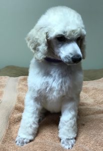 Poppy - White Standard Poodle