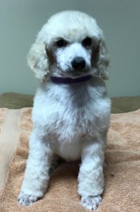 Poppy - White Standard Poodle