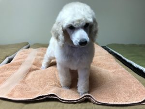 Poppy - White Standard Poodle