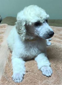 Chia - White Standard Poodle