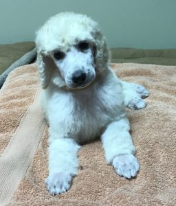 Chia - White Standard Poodle