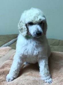 Thyme - White Standard Poodle