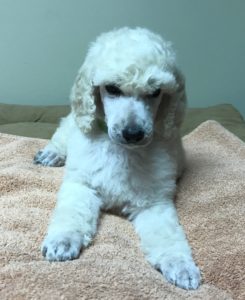 Thyme - White Standard Poodle