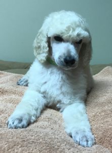 Thyme - White Standard Poodle