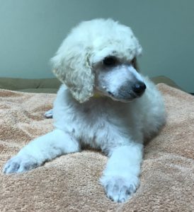 Parsley - White Standard Poodle