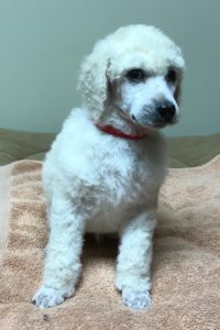 Saffron - White Standard Poodle