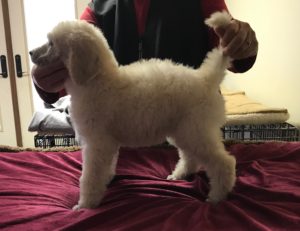 Rosemary - White Standard Poodle