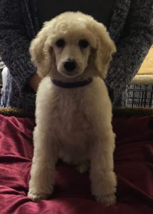 Poppy - White Standard Poodle