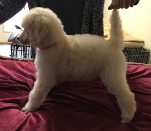 Ginger - White Standard Poodle