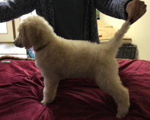 Chia - White Standard Poodle