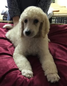 Chia - White Standard Poodle