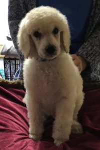 Sesame - White Standard Poodle
