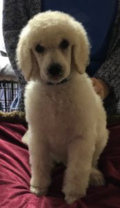 Sesame - White Standard Poodle