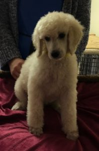 Parsley - White Standard Poodle