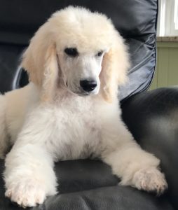 Parsley - White Standard Poodle
