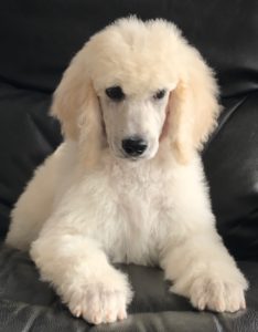 Parsley - White Standard Poodle