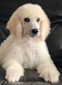 Parsley - White Standard Poodle