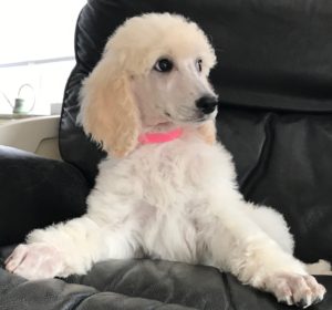 Ginger - White Standard Poodle