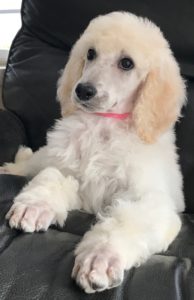 Ginger - White Standard Poodle