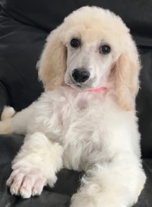 Ginger - White Standard Poodle