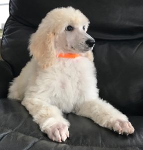 Poppy - White Standard Poodle