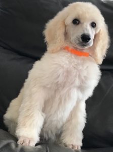 Poppy - White Standard Poodle