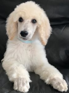 Coriander - White Standard Poodle