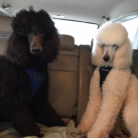 Standard poodles in a car in Charleston, SC