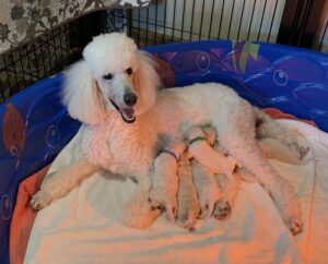 Poodle breeders outlet near me