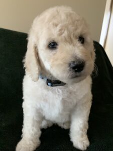 Asher