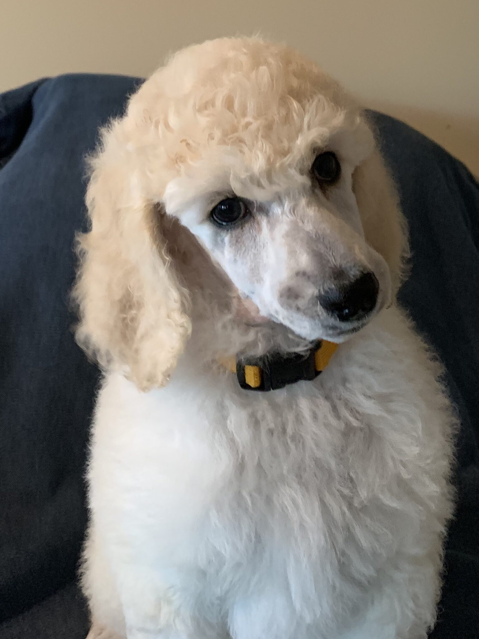 Amber - SOLD | Poodle Mojo