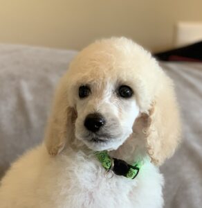 Fern