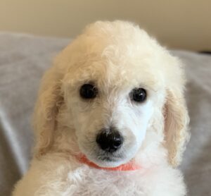 Poppy