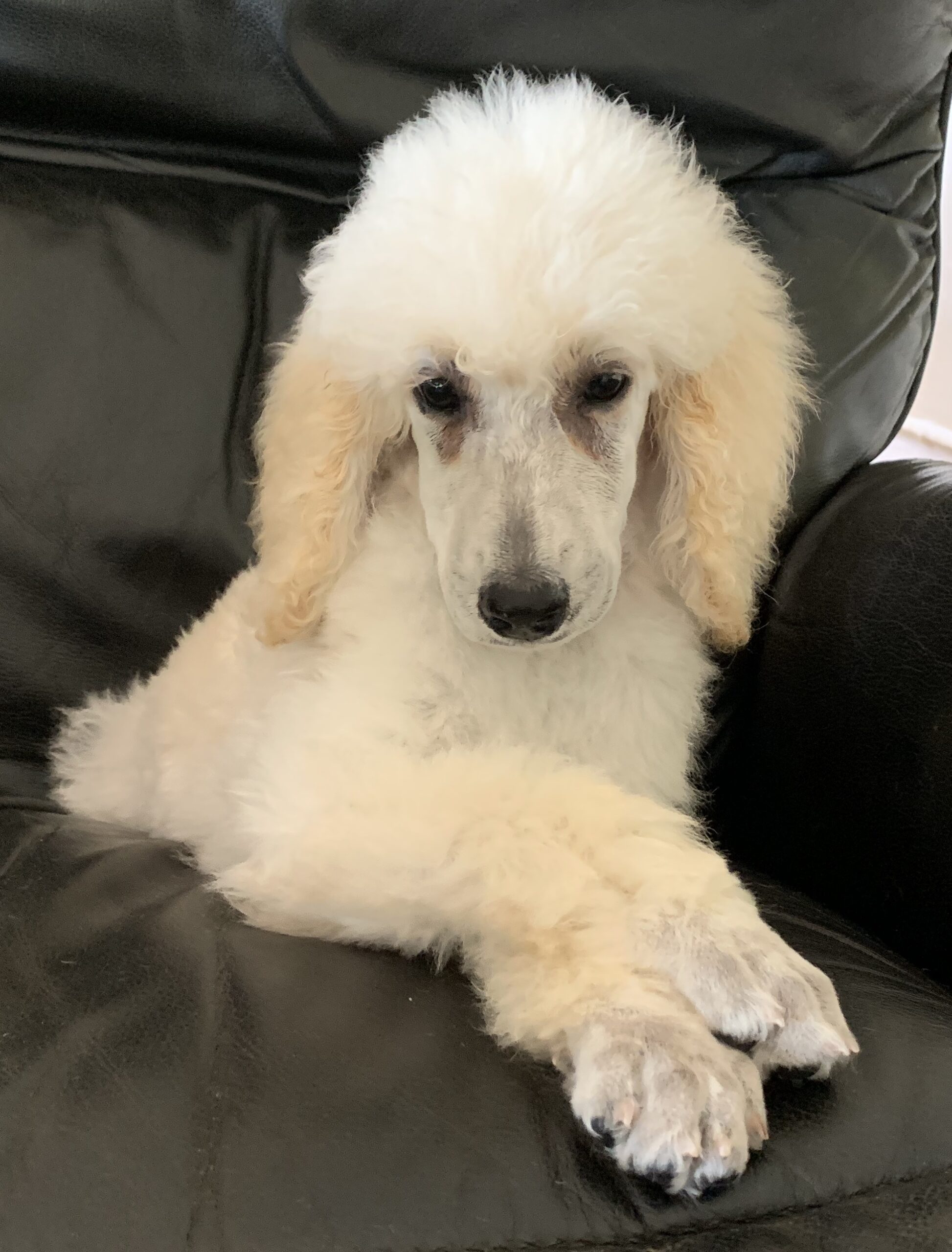 Trained Poodles Poodle Mojo